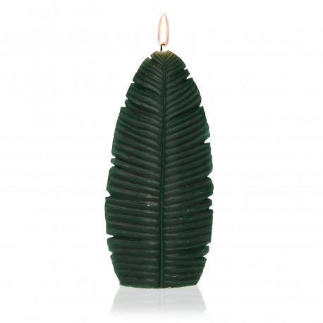 CANDELA GRANDE FOGLIA