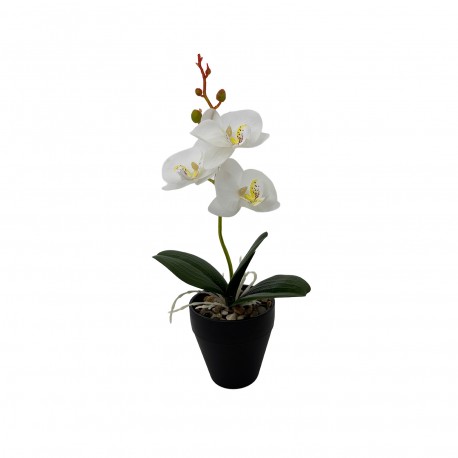 ORCHIDEA CON VASO ASSORTITO 3 PEZZI
