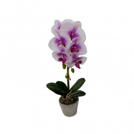 ORCHIDEA ASSORTITA CON VASO