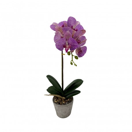 ORCHIDEA ASSORTITA CON VASO