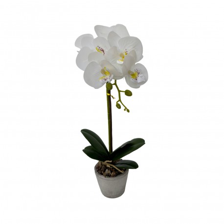 ORCHIDEA ASSORTITA CON VASO