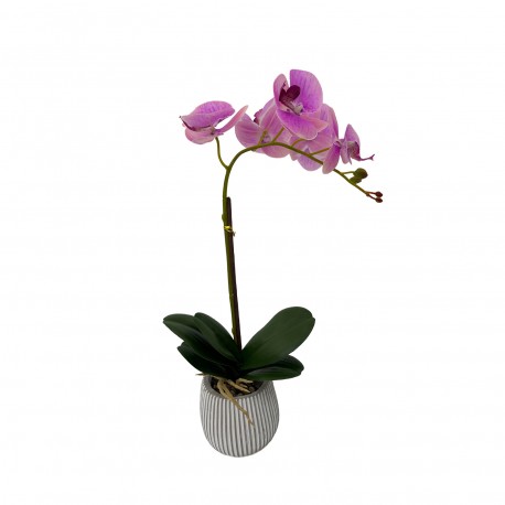 ORCHIDEA ASSORTITA CON VASO