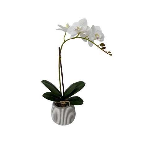 ORCHIDEA ASSORTITA CON VASO