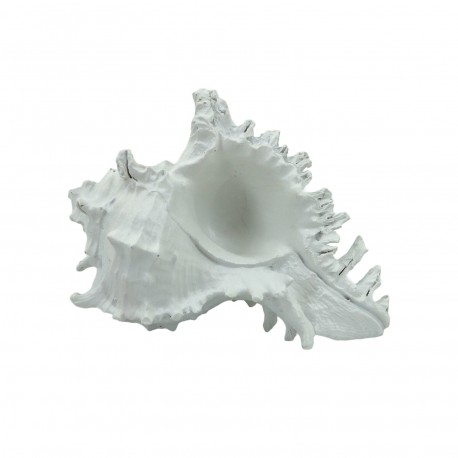 DECORAZIONE CONCHIGLIA MARINA S