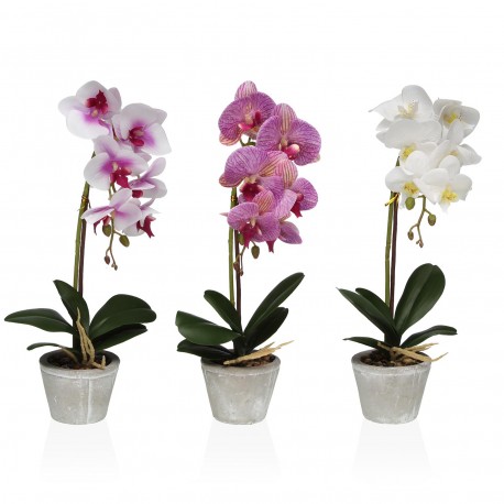 ORCHIDEA ASSORTITA CON VASO